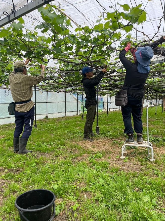 【2026年度_先行予約】【ご家庭用】巨峰（種あり）約1kg〔2026年8月上旬より順次発送〕 232238_CR01-PR