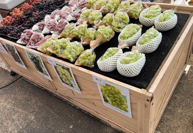 【2026年度_先行予約】【ご家庭用】巨峰（種あり）約2kg〔2026年8月上旬より順次発送〕 232238_CR02-PR