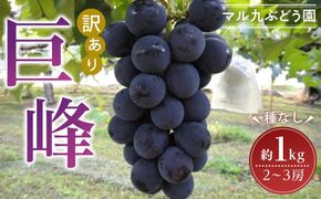 【先行予約】【訳あり・数量限定】 巨峰（種なし）約1kg 〔2025年8月上旬より順次発送〕 232238_CR03-PR