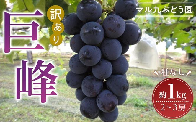 【先行予約】【訳あり・数量限定】 巨峰（種なし）約1kg 〔2025年8月上旬より順次発送〕 232238_CR03-PR