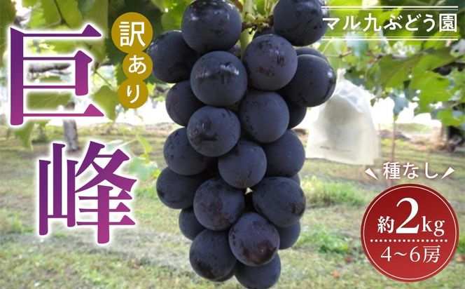 【先行予約】【訳あり・数量限定】 巨峰（種なし）約2kg 〔2025年8月上旬より順次発送〕 232238_CR04-PR