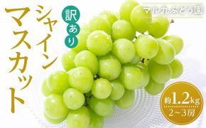 【先行予約】【訳あり・数量限定】 シャインマスカット 約1.2kg 〔2025年8月中旬より順次発送〕 232238_CR05-PR