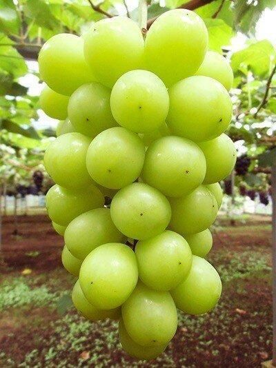 【2026年度_先行予約】【ご家庭用】シャインマスカット 約1kg〔2026年8月中旬より順次発送〕 232238_CR05-PR