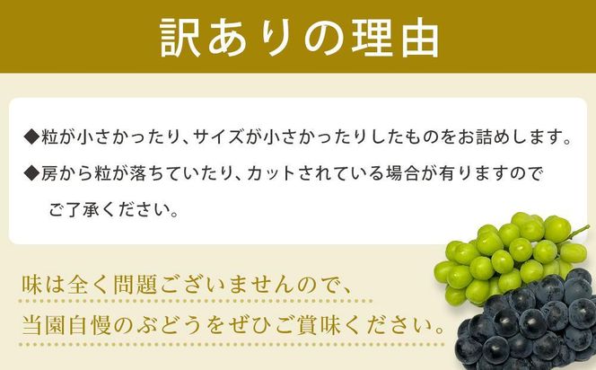 【先行予約】【訳あり・数量限定】 シャインマスカット 約1.2kg 〔2025年8月中旬より順次発送〕 232238_CR05-PR