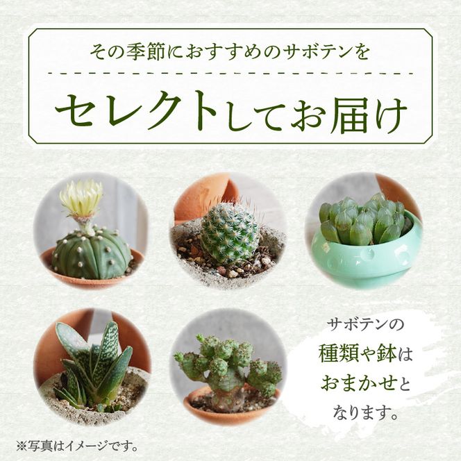 ミニ サボテン セット（5種）［133O07］