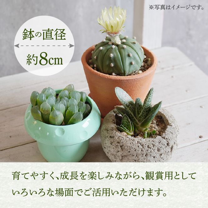 ミニ サボテン セット（5種）［133O07］