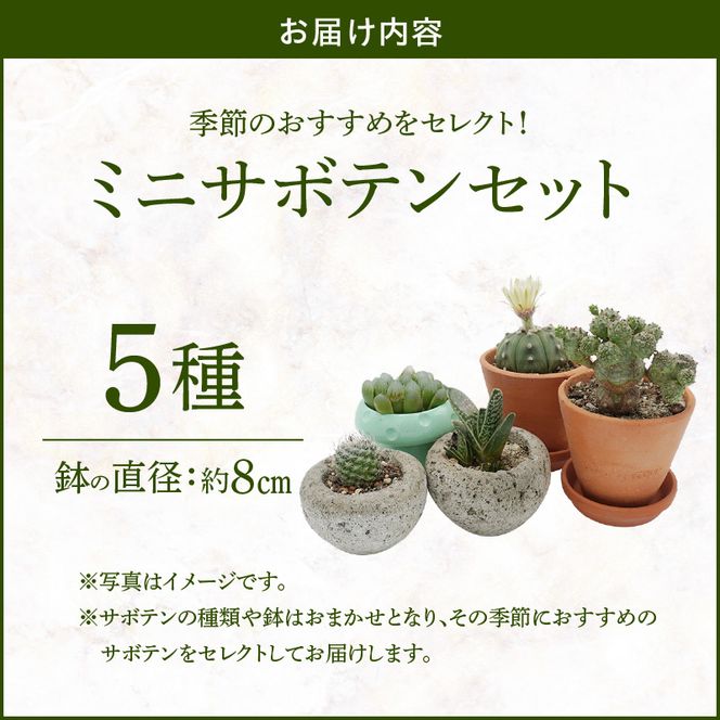 ミニ サボテン セット（5種）［133O07］