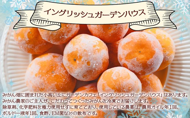 冷凍みかん 1kg 国産 蜜柑 ミカン 山北みかん フルーツ 冷凍フルーツ スムージー アイス サワー 果物 自然栽培 高知県 香南市 冷凍 eh-0038