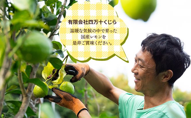 レモン 10kg 香南市産 - 香南市産 国産 檸檬 れもん 果物 くだもの フルーツ 野菜 柑橘 果汁 料理 アレンジ はちみつレモンパウンドケーキ 高知県 香南市 常温 冷蔵 sj-0006