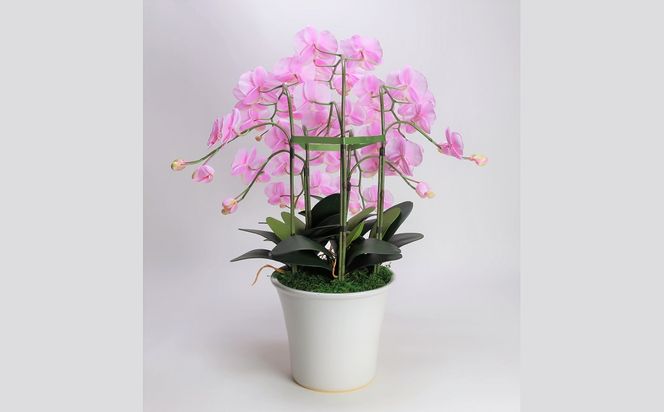 綺麗で丈夫な三河陶器で贈る光触媒胡蝶蘭大輪５本立（白釉薬の陶器×桃色の花） H100-095