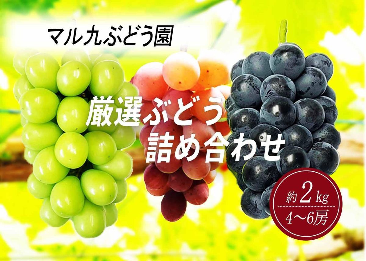 [先行予約][数量限定] 厳選ぶどう 詰め合わせセット 約2kg(4〜6房) 〔2025年8月中旬より順次発送〕 232238_CR07