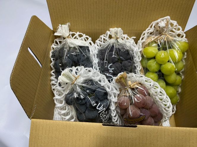 【2026年度_先行予約】【ご家庭用】ぶどう食べ比べセット 約2kg〔2026年8月中旬より順次発送〕 232238_CR07