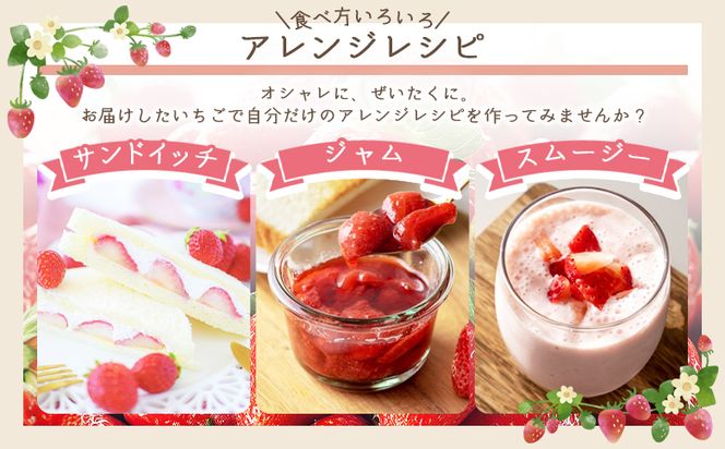 いちご 4パック（各パック15～18個） 計60個程度  - いちご イチゴ 苺 ストロベリー 青果 果物 採れたて 新鮮 フルーツ あまえくぼ さちのか 紅ほっぺ べにほっぺ やすらぎ市 高知県 香