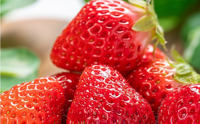 いちご 4パック（各パック15～18個） 計60個程度  - いちご イチゴ 苺 ストロベリー 青果 果物 採れたて 新鮮 フルーツ あまえくぼ さちのか 紅ほっぺ べにほっぺ やすらぎ市 高知県 香