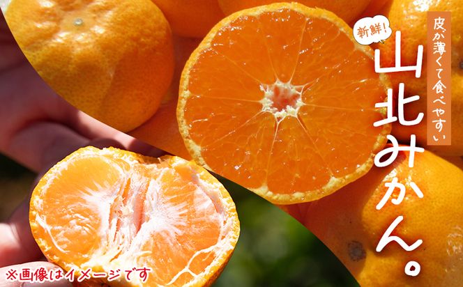 極選]山北みかん 約5kg【送料無料】 - 北浜商店-はまきた珈琲