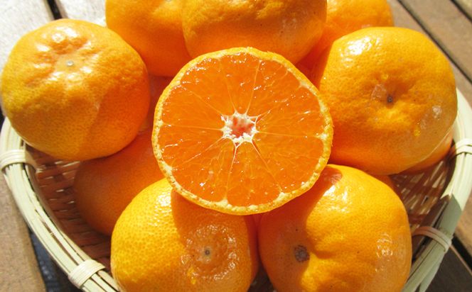 山北みかん 約5kg（露地・S～Mサイズ）- 果物 フルーツ 柑橘 先行予約 おすそ分け ギフト のし 配送日指定不可 数量限定 期間限定 季節限定 送料無料 高橋農園 高知県 香南市 th-0008