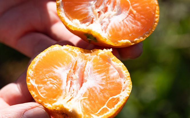 みかん 10kg 山北みかん 家庭用 露地(Ｓ～Ｍ)Ｂ品 小傷あり 高橋農園 - フルーツ 果物 くだもの 柑橘類 ミカン 蜜柑 小傷あり 家庭用 季節限定 期間限定 th-0011