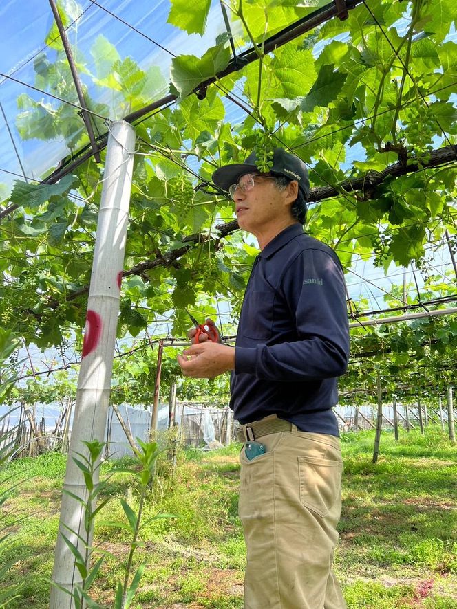 【先行予約】【数量限定】 ぶどう 詰め合わせセット 約2kg 〔2025年8月中旬より順次発送〕 232238_CU001-PR