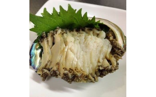 【2026年11月～12月発送】活アワビ 5kg (35個前後) ※アワビヘラ＆軍手付き※【期間限定】｜冷蔵 三陸 岩手県 大槌町 あわび 人気 鮑 いわて iwate 2026 初栄丸【35】