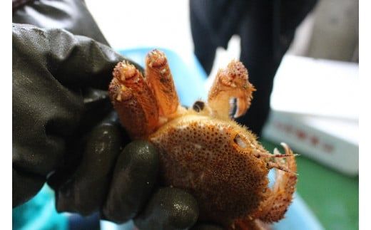 【令和8年発送】【訳あり】三陸産活毛ガニ1～10㎏【2026年2月〜4月発送】【配送日指定不可】【0tsuchi00957-202502】【08】