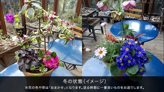 【 確実園 オリジナル 】 寄せ植え DX （おまかせ1点） ガーデニング 花 はな フラワー 鉢 鉢植え [BG010us]