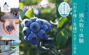 ブルーベリー摘み取り体験《お子様1名様》 006024