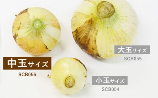 【2025年3月中旬〜発送】【柔らかくて甘い！】塩玉ねぎ（新玉ねぎ）約3kg（中玉） 南島原市 / 長崎県農産品流通合同会社 [SCB056]