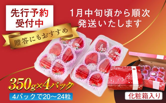 【先行予約】　超特大玉いちご 完熟 紅ほっぺ (350g×4パック) いちご 果物 フルーツ 愛西市/はしもと園芸[AECD002]