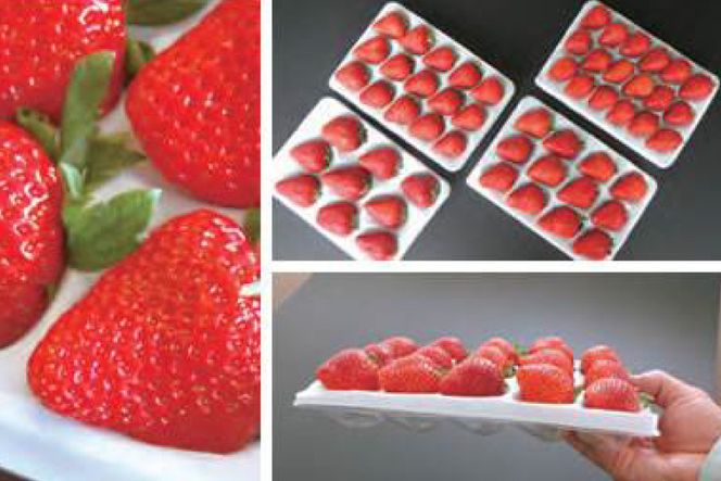 先行受付 【 博多あまおう 】 いちご 約270g×4p / エイチアンドフューチャーズ / 福岡県 筑紫野市 [21760472] 果物 フルーツ いちご イチゴ 苺 朝採り 新鮮