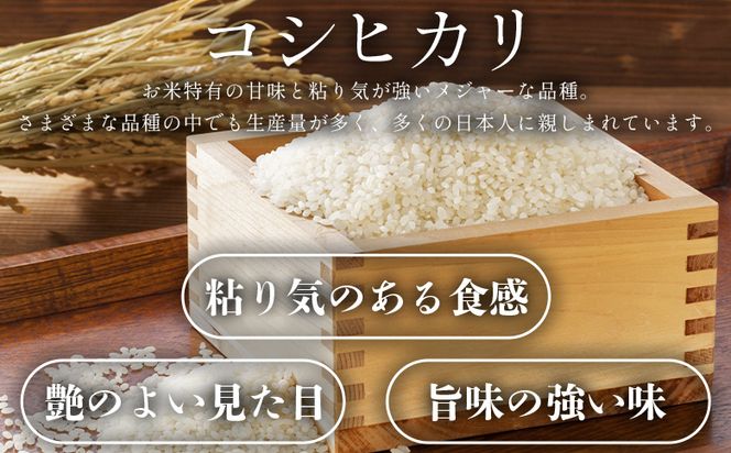 新米コシヒカリ 10kg - 新米 お米 おこめ 国産 米 精米 ひのひかり ごはん 白米 ご飯 おにぎり おむすび 料理 調理 防災 非常食 備蓄 高知県 香南市 常温 at-0047