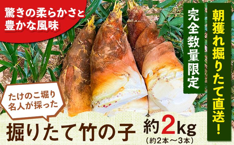 [2026年3月先行予約]熊本県 御船町 掘りたて たけのこ 2kg タケノコ 竹の子 冷蔵 ギフト グルメ 野菜 お祝い 春 筍[2026年3月上旬-4月下旬頃出荷] 有限会社ニシムラ---mifune_nsm_1_2kg---