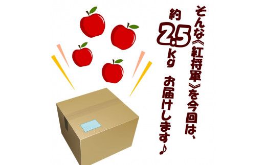 【予約：2024年10月下旬から順次発送】北海道北見市産りんご 紅将軍 約2.5kg ( りんご リンゴ 林檎 果物 フルーツ 期間限定 )【044-0004-2024】