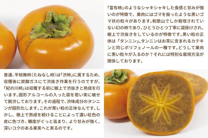 ◆先行予約◆和歌山県産 紀の川柿＜贈答用／赤秀＞ 8～13玉【2024年10月中旬発送】【九度山町産】【MG1】 303446_AB71