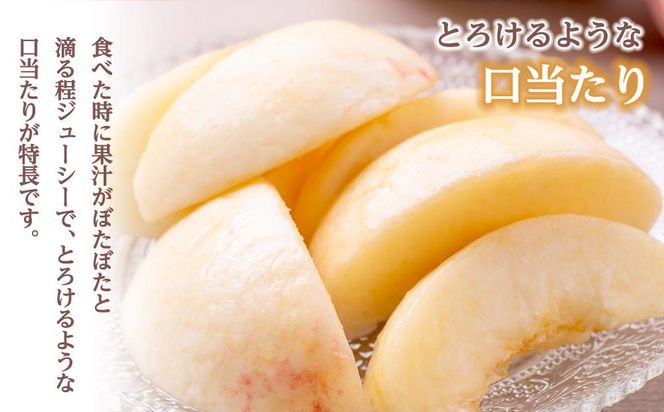 和歌山県産 白鳳 桃 5～8玉入り 秀品 先行予約［2027年6月下旬以降発送］［MG6］ 303446_AB96009