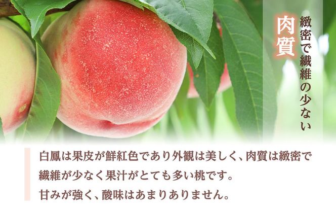 和歌山県産 白鳳 桃 5～8玉入り 秀品 先行予約【2025年6月下旬以降発送】【MG6】 303446_AB96009