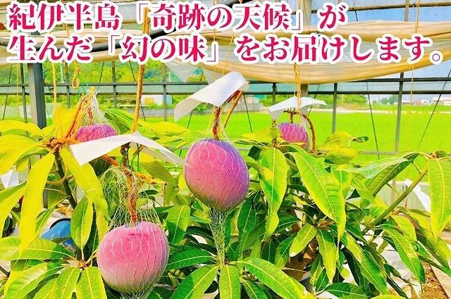◆先行予約◆和歌山県産　紀州完熟マンゴー『吉玉』約1kg程度／2～3玉入り［2026年7月下旬から8月下旬頃順次発送予定］［MG20］ 303446_AB96011