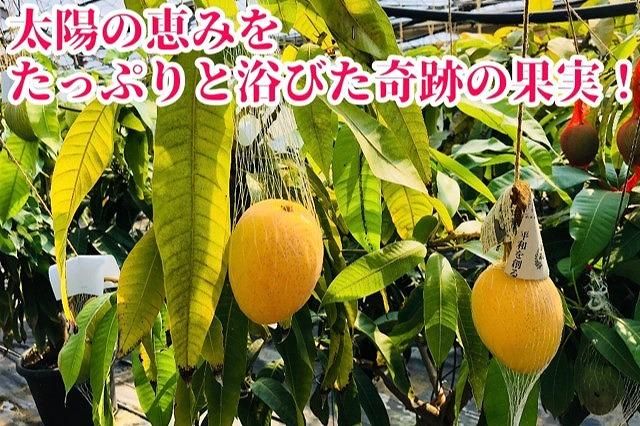 ◆先行予約◆和歌山県産　紀州完熟マンゴー『吉玉』約1kg程度／2～3玉入り［2026年7月下旬から8月下旬頃順次発送予定］［MG20］ 303446_AB96011