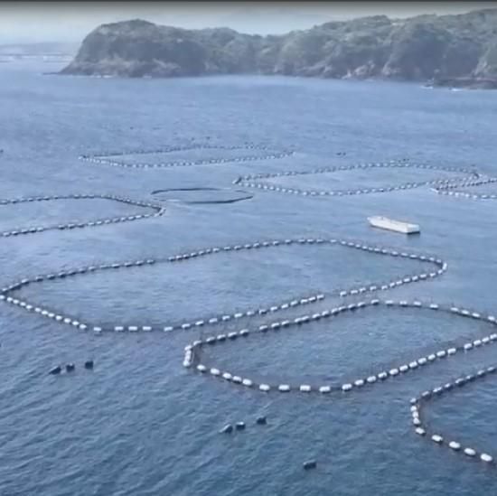 プレミア和歌山認証品 本マグロ（養殖）トロ＆赤身セット　1.35kg［年末発送（12月25日から30日発送）］［KS13］ 303446_BA1008