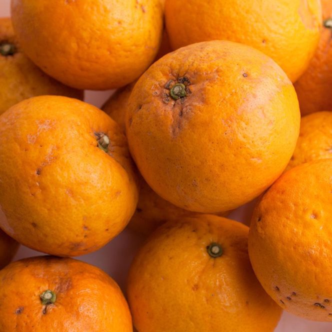 ［先行予約］家庭用 甘夏柑5kg+250g（傷み補償分）［初夏のみかん・旬の果物］［有田産］［光センサー食べ頃出荷］［わけあり・訳あり］［IKE75］ 303446_BB90039