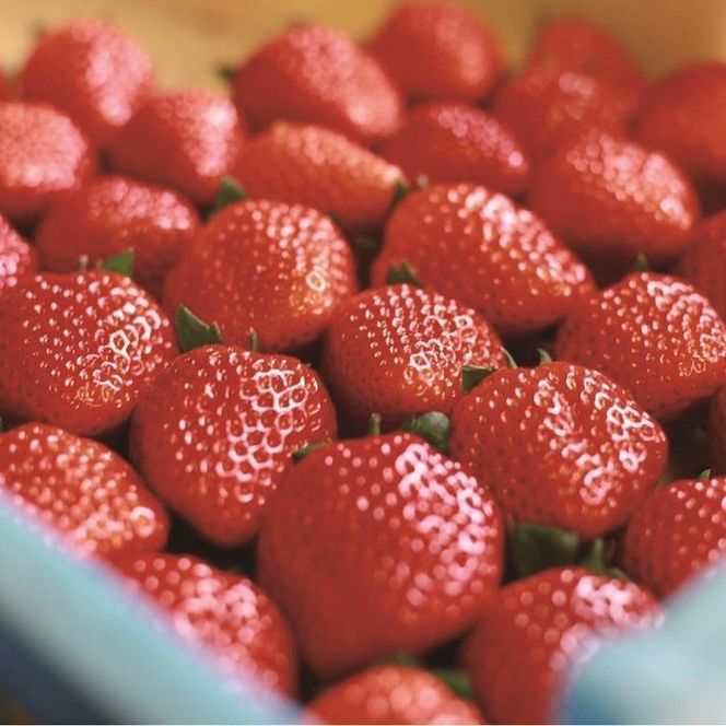 超特選☆いちご【まりひめ】2026年1月中旬から3月下旬まで発送【KF8】 303446_BE90007