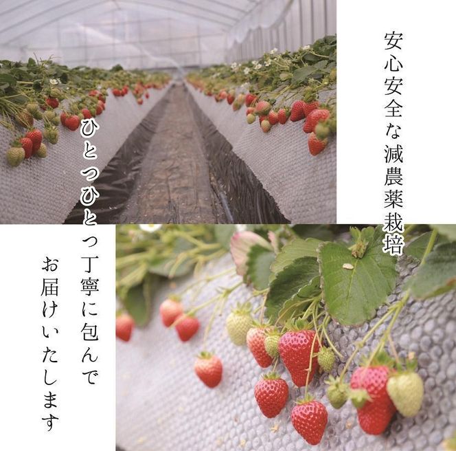 超特選☆いちご【まりひめ】2026年1月中旬から3月下旬まで発送【KF8】 303446_BE90007