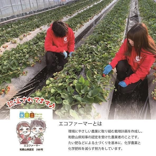 特選☆いちご【まりひめ】1月中旬から5月上旬まで発送【KF9】 303446_BE90008