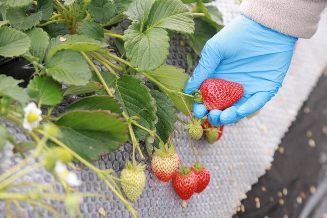 特選☆いちご【まりひめ】1月中旬から5月上旬まで発送【KF9】 303446_BE90008