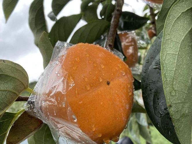 黒くて甘い 紀の川柿 2kg ★和歌山県オリジナル★［KF03］ 303446_BE90016