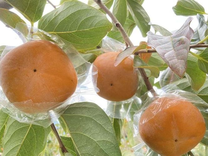 黒くて甘い 紀の川柿 4kg ★和歌山県オリジナル★［KF04］ 303446_BE90017