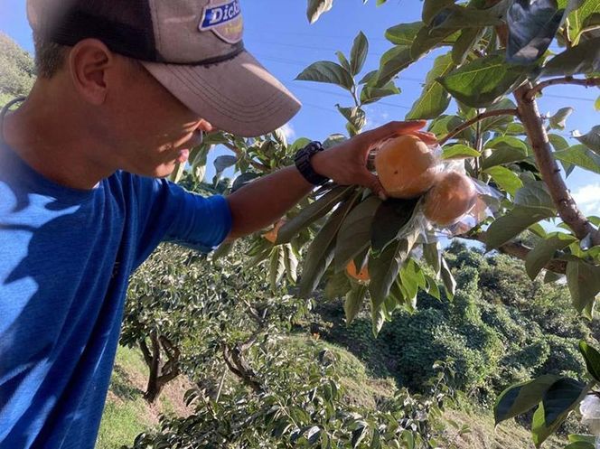 黒くて甘い 紀の川柿 4kg ★和歌山県オリジナル★［KF04］ 303446_BE90017