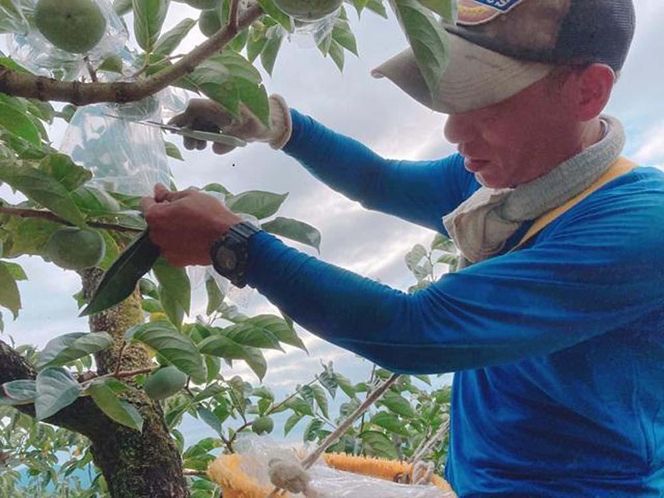 黒くて甘い 紀の川柿 4kg ★和歌山県オリジナル★［KF04］ 303446_BE90017