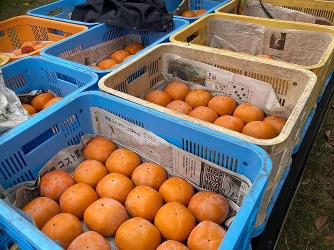 黒くて甘い 紀の川柿 4kg ★和歌山県オリジナル★［KF04］ 303446_BE90017