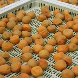 【贈答用】紀州南高梅 しそ風味梅干 400g 化粧箱入 【US21】 303446_CB90018