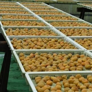 【贈答用】紀州南高梅 うす味梅 400g 化粧箱入 【US25】 303446_CB90022